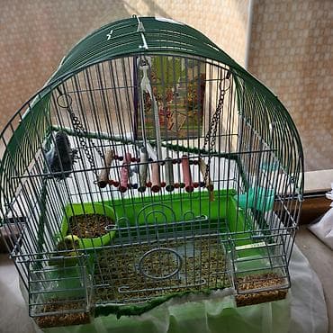 Quşlar üçün nəzərdə tutulmuş yaşıl rəngli, günbəz formalı qəfəs. Qəfəs