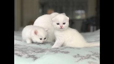 Şotland yastı qulaq, Erkək, Dişi, Yaxşı əllərə, Ünvandan götürmə, Pulsuz çatdırılma, Ödənişli çatdırılma