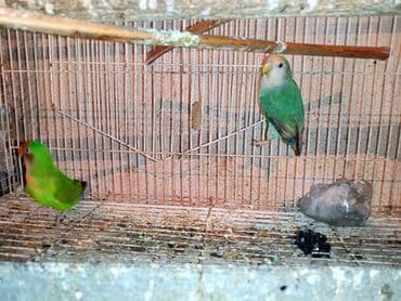 tuk tuk mmc: Nerazlucnik fişer ayrilmazlar maskvıy deyillər cütdu satılır hazır — 18