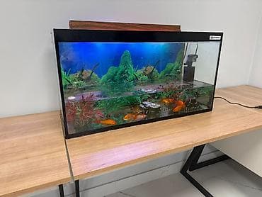 Akvariumlar: Akvarium seti – Artvarium markalı - Şüşə çərçivəli aypara formalı ön — 1