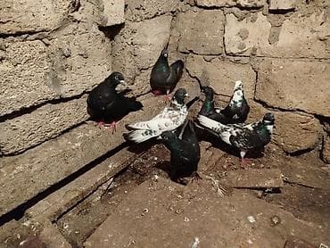 Ev göyərçinləri dəsti - Rəng çeşidi: qara, ağ-qara xallı, boz-yaşıl