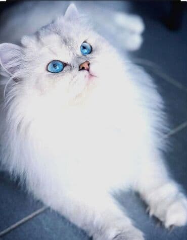 böyüməyən pişik: Erkək, Cütləşmə üçün — 1