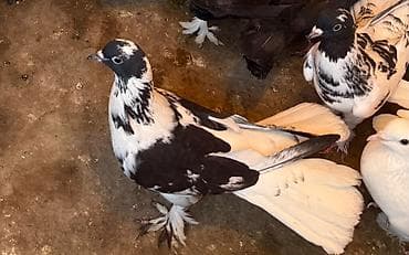 Tecili satilir yer olmadigi ucun hamisi damazliq quwlardi goz lalafo.az -da Tecili satilir yer olmadigi ucun hamisi damazliq quwlardi goz