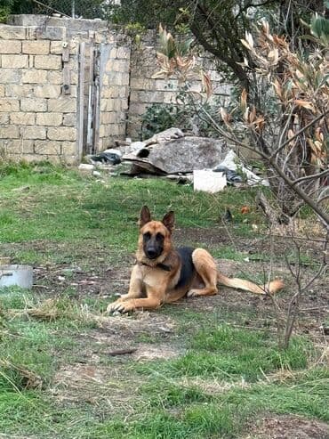 coban iti sekilleri: Alman çoban iti, 4 il, Erkek, Peyvəndli, Ünvandan götürmə — 1