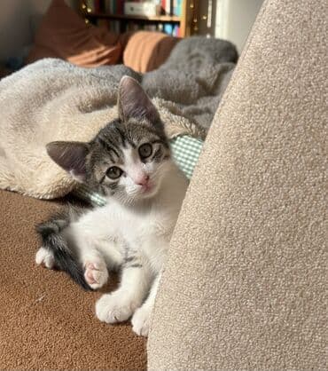 van pisik: Erkək, Yaxşı əllərə — 1