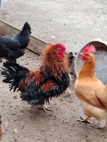 cins keci: Toyuq, Damazlıq — 1