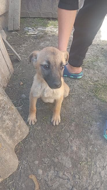 sirin it sekilleri: It balası – qarışıq cins tipli, orta ölçüyə doğru böyüyən. - Rəng — 3