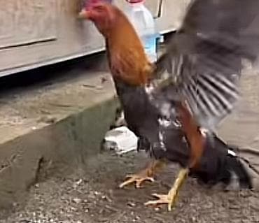 Xoruz, il: 1, Ünvandan götürmə, Ödənişli çatdırılma lalafo.az -da Xoruz, il: 1, Ünvandan götürmə, Ödənişli çatdırılma