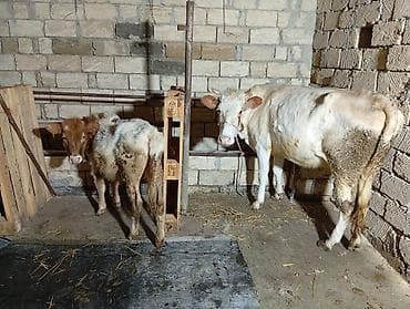 Salam aleykum ineyler bir yerde satılır ağ inəy smental melezi dir — 9