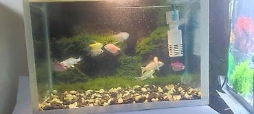 akvaryum dirnaq: Akvaryum komplekti – 4 koi 6 glofish akvaryum arxa fon filtir içinin — 1
