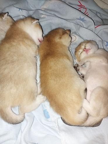 pit bul: Britan — 1