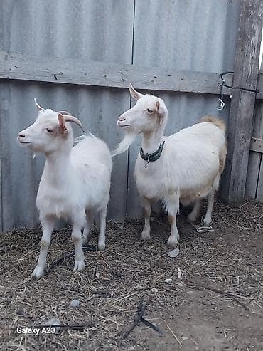 ucuz pişiy: Ağ sanin keçisi 4 aylıq boğaz yanında 11 aylıq balası .22 sentyabr — 3