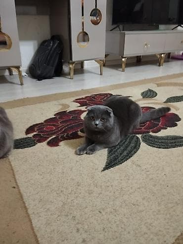 papuqay sesi: Şotland yastı qulaq — 2