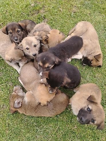 çin aslanı: 1 ay, Ünvandan götürmə — 3