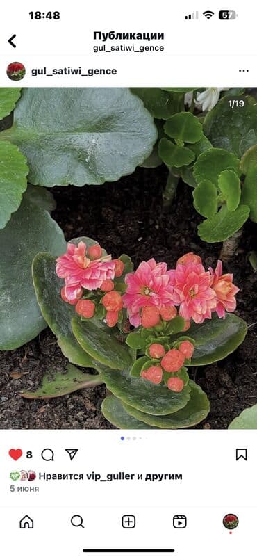 aloe vera satışı: Her nov guler var endirimnen verecem Gencedi istiyen yazsin satiş — 55