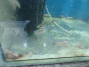 продажа аквариумных рыбок: Quppi, Sülhsevər, Ünvandan götürmə, Ödənişli çatdırılma — 5