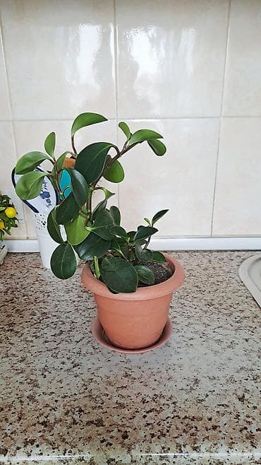 gul pastafka: Bitki – dekorativ ev gülü - Növ: Peperomiya (Peperomia obtusifolia — 1