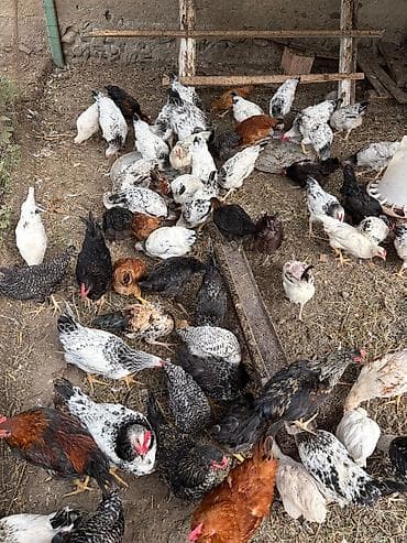 Həyət toyuqları cücələri .(beçə, çolpa) 10 manat lalafo.az -da Həyət toyuqları cücələri .(beçə, çolpa) 10 manat