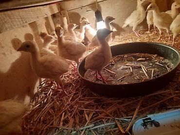 Kənd təsərrüfatı quşları: Hinduşka cücələri, Ətlik — 2