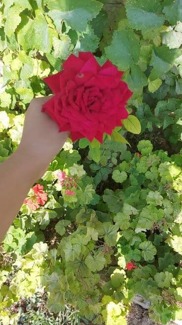 obyekt ucun torpaq: 15 sot, Mülkiyyətçi — 5