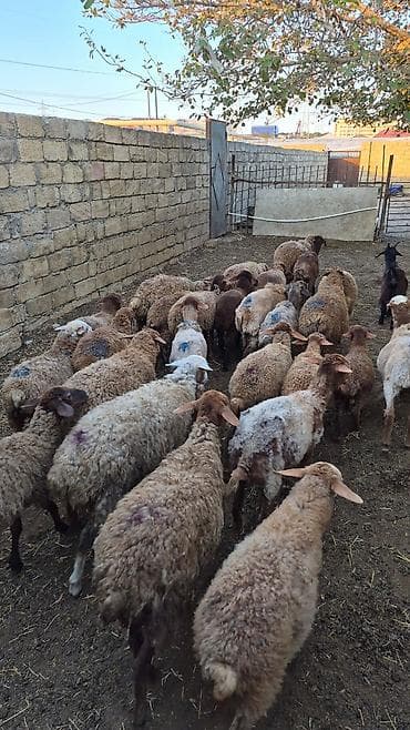 heyvan yemi: Qoyun sürüsü – ət və damazlıq üçün - Növ: yerli yağlı quyruq (qarışıq — 5