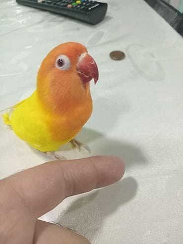 ev quş: Fisher albinos qirmizi goz.tam rucnoy.danismaga hazir.1 yas.Növbəti ev — 4