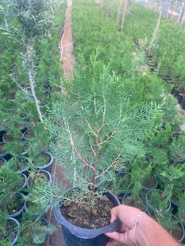 sərv ağacı: 🌿 Konusparis Tuya – Kiçik Sahələr üçün Böyük Gözəllik! 🌿 ✔️ Forması — 2