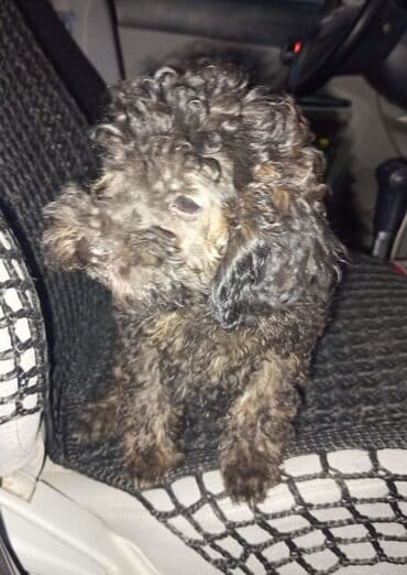 avcarka balası: Pudel — 5