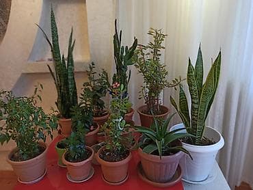 dekorativ bitkilər: Müxtəlif formalı yarpaqları olan dibçək bitkisi. Bəzi bitkilər iri — 9