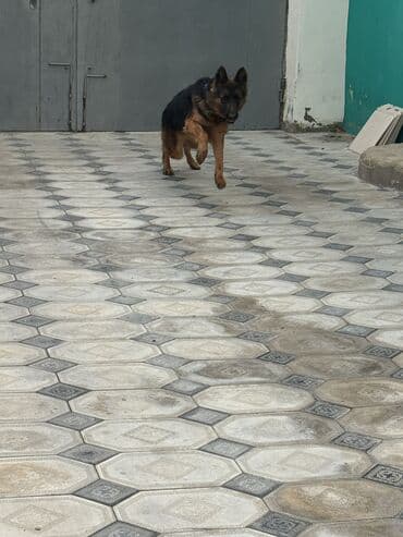 pomeranian dişi: Alman çoban iti, 1 il, Dişi — 3