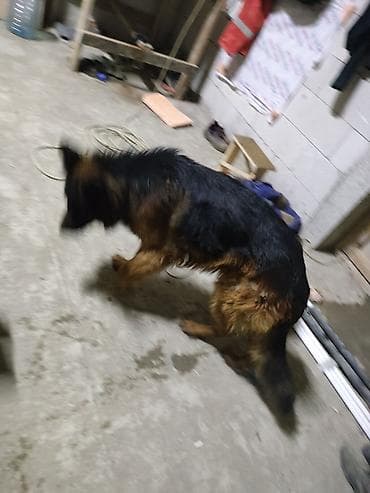 alman coban iti: Alman çoban iti, 1 il, Erkek, Sənədli, Ünvandan götürmə, Pulsuz çatdırılma, Ödənişli çatdırılma — 2