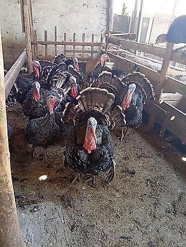 dovşan balaları: Amerkan bronz hinduşka balaları satılır 18-20 kq olurlar isteyen gelib — 2