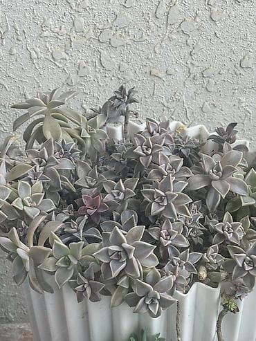 Bitki satışı – Sansevieria (Qaynanadili), sukkulentlər və kaktuslar — 7