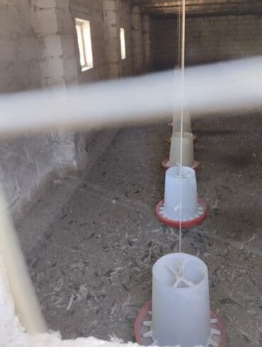 lalafo toyuqlar: Yem qabı, Yem üçün, Heyvanlar üçün — 2