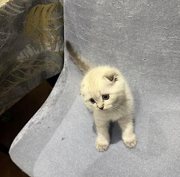 şirin pişik şəkilləri: Şotland yastı qulaq — 2