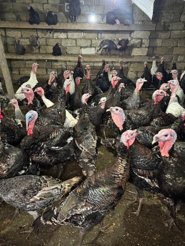 K/t heyvanları və malları: Məhsul: Hinduşka sürüsü Təsvir: - Şəkillərdə gördüyünüz damazlıq — 9