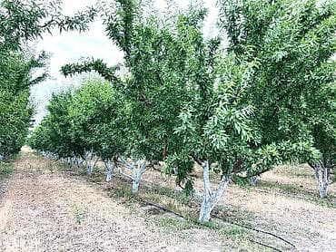 hise verilmis bogaz: Badam bağı 8 yaşında. Şabranda 8 ha Badam bağı, ceşidi Feraduel və — 6