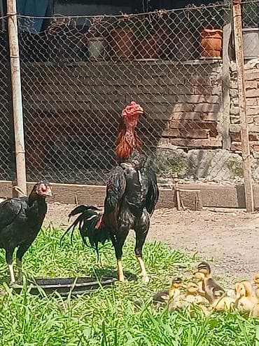 balaca dana: Salam aleykum herkese heyratı colpası satlr 9 aylqdı super colpadı — 3