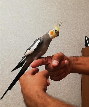 Digər heyvanlar: Ərkək Korella papuqayı – ələ öyrəşmiş, sakit və mehriban ev quşu — 4