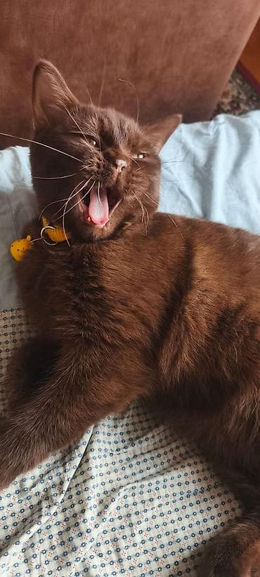 British Short Hair Brown Cinsidir. Şokolad rəngli, qısa tüklü ev