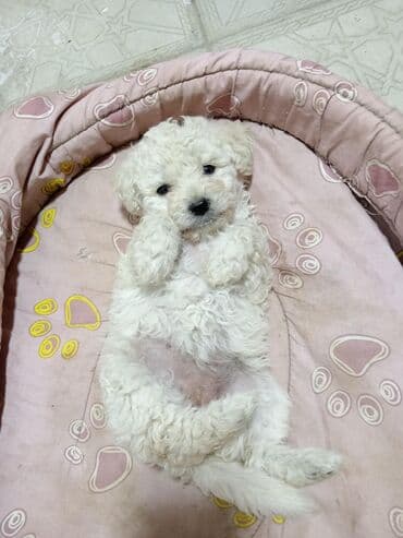 Alfa Romeo: Pudel, 3 ay, Ünvandan götürmə — 2