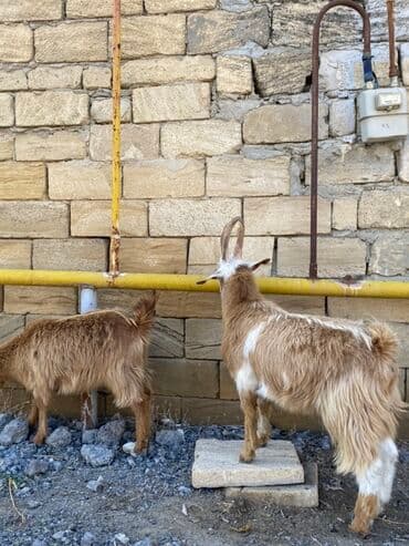 sanen keçi: Ekizdilər 12 13 kilo olarlar, anası təmiz sannendi əsl kəsilmə — 2