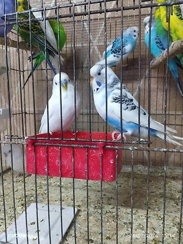 Yemlər: Toyuq, Damazlıq — 4