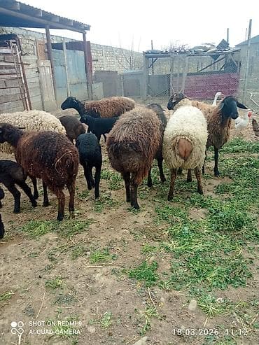 it yem: 5 can birinci ikinci qarına olan quzulu və iki yaş yarımlıq qoç — 1