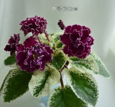 gül şəkilləri profil üçün: 5 — 23