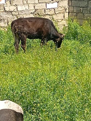 hinduşka satılır: Qara rəngli buzaq satılır. - Cins: yerli tipli qara buzaq - Rəng — 3