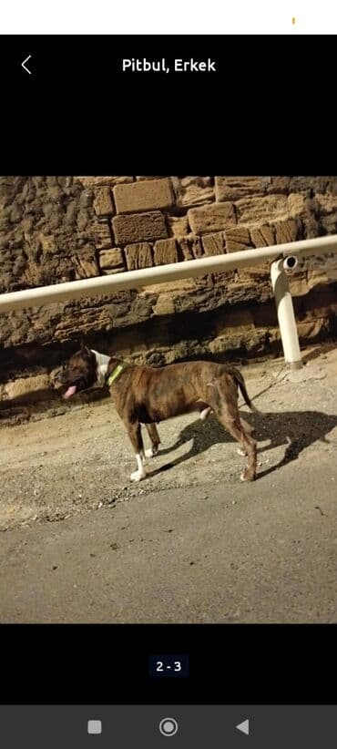 qafqaz coban iti qiymeti: Senedleri var 3 yasi var tapanca Kimii doyusur tecili satilir barterde — 2