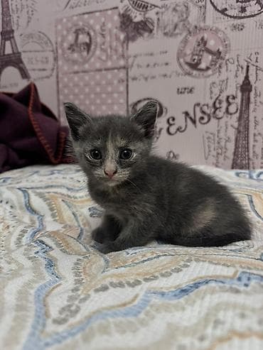 отдам котенка в добрые руки: В добрые руки — 3