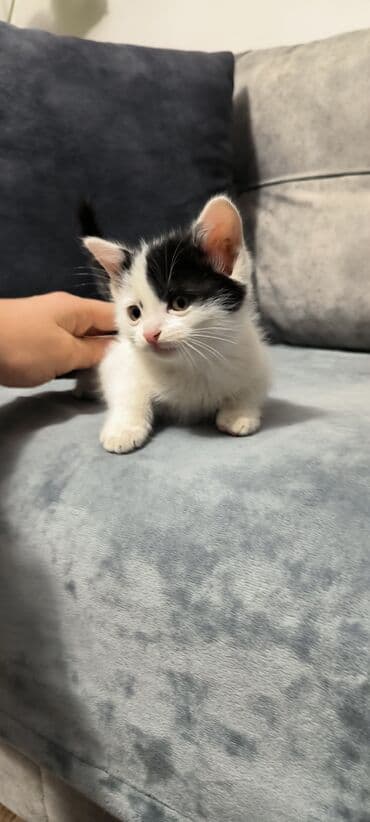 котята в баку бесплатно 2020: 2ayliq sağlam oynaq baladır qum tərbiyəsi var
Ünvan: şəki — 3