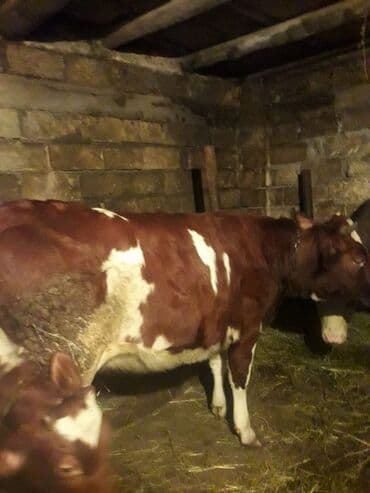 Inəklər, öküzlər: Dişi, il: 2, Südlük — 1